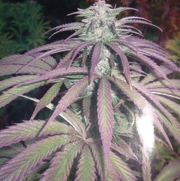 Meet your Posher, Lonnie - Picture 1 of 1